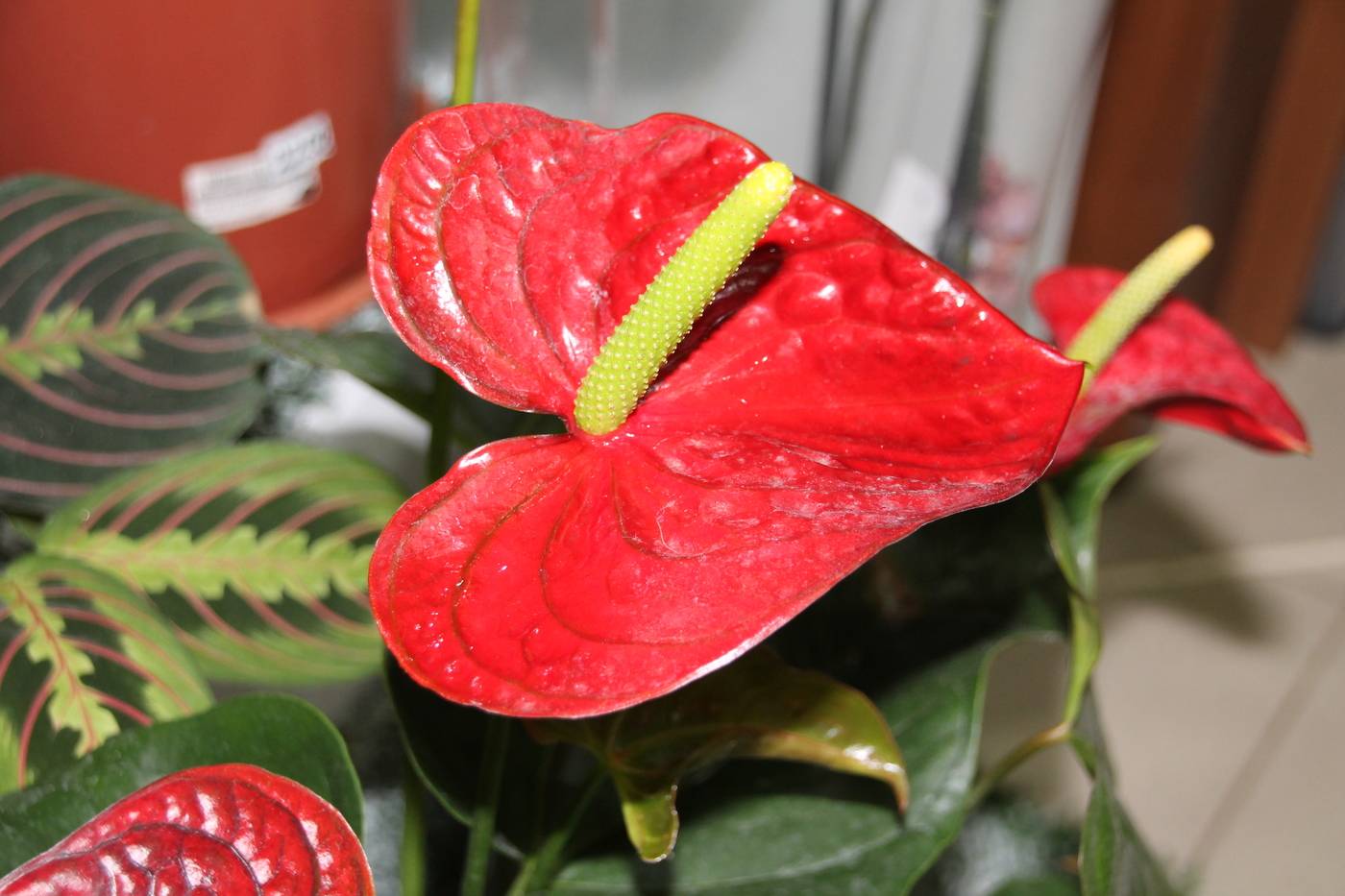 Антуриум цветок уход в домашних условиях фото