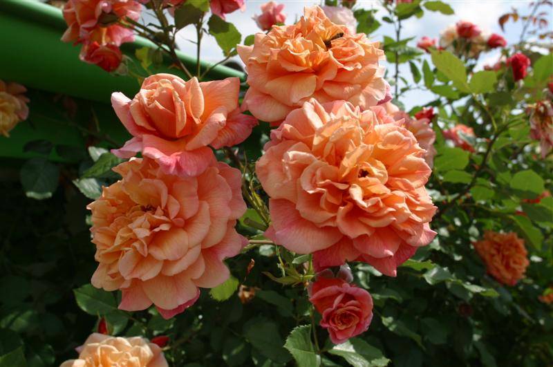 Плетистые крупноцветковые розы сорта и фото