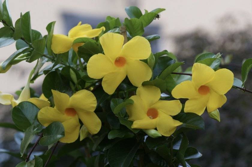 Мандевилла цветок как ухаживать в домашних условиях фото пошагово