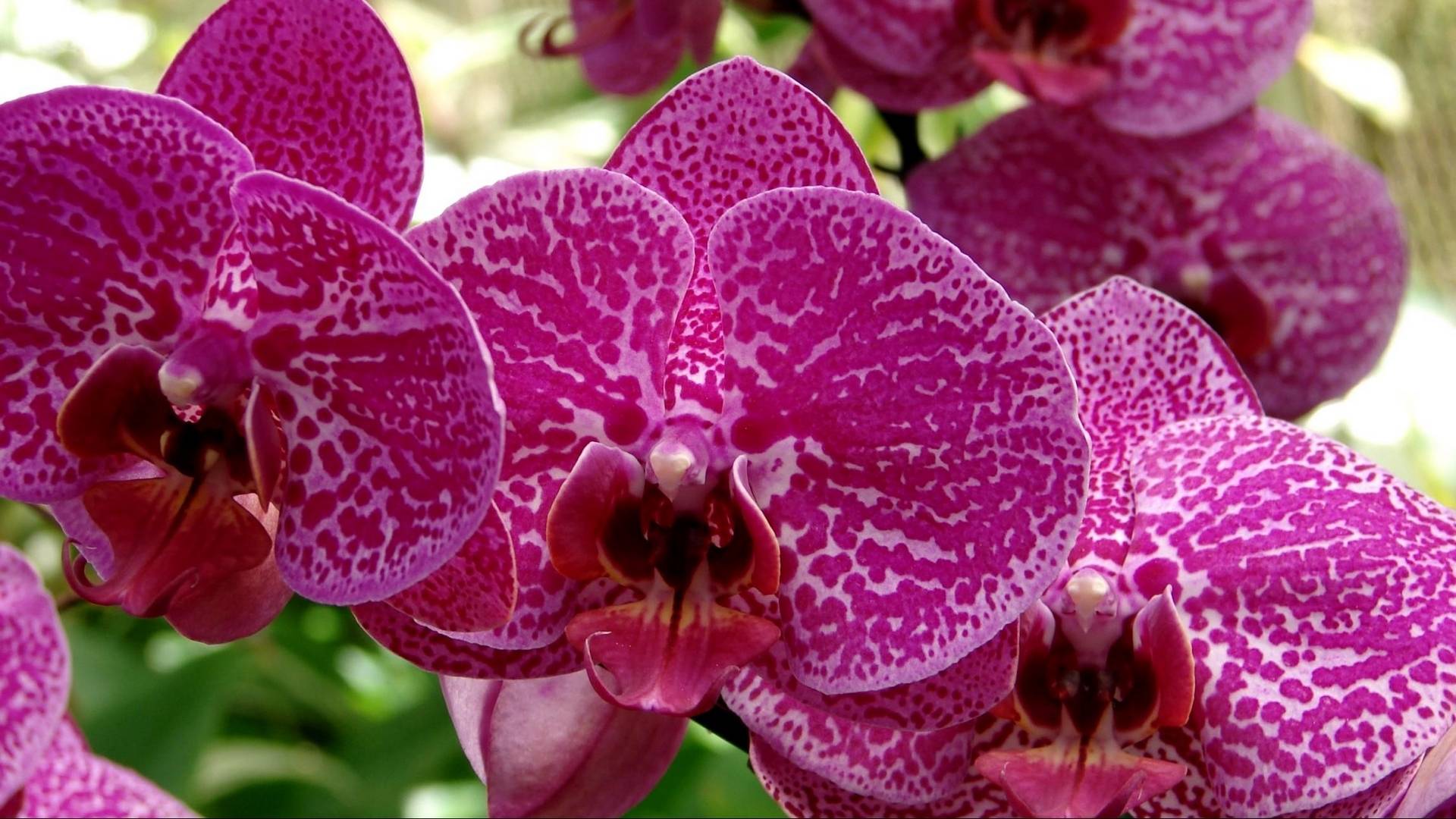 Как размножить в домашних условиях орхидею черенками, корнями, детками и семенами? Особенности размножения орхидей в домашних условиях