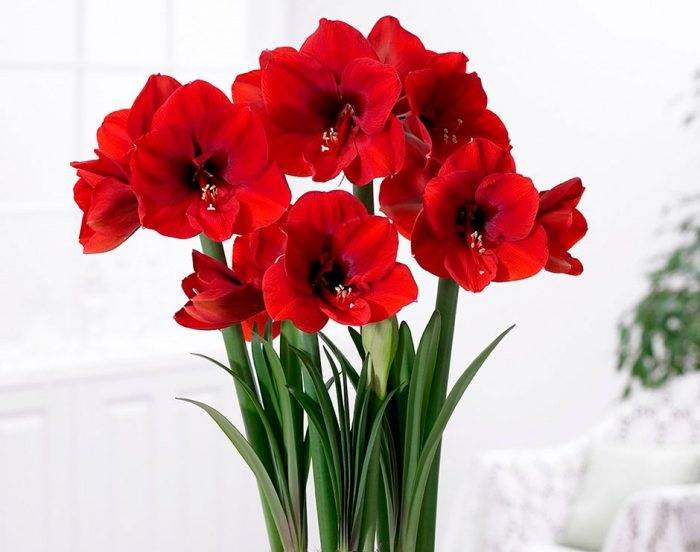 Цветок с красными колокольчиками комнатный название и фото