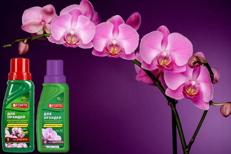 Подкормка орхидей во время цветения чем подкормить цветущую орхидею в домашних условиях И когда ее нужно подкармливать