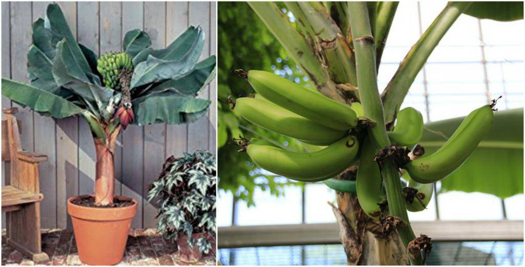 2. komnatnyj zaostrennyj banan s plodami