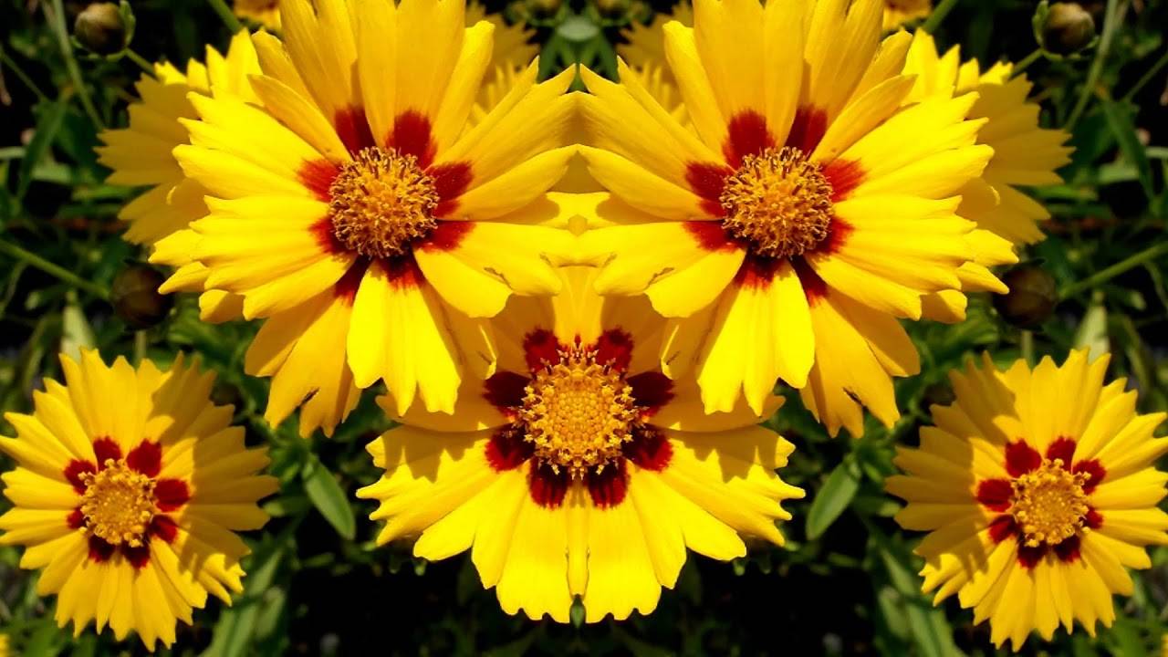 Цветок Кореопсис: разновидности, посадка, уход