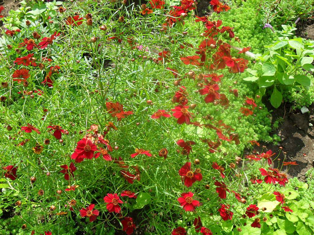 Цветок Кореопсис: разновидности, посадка, уход