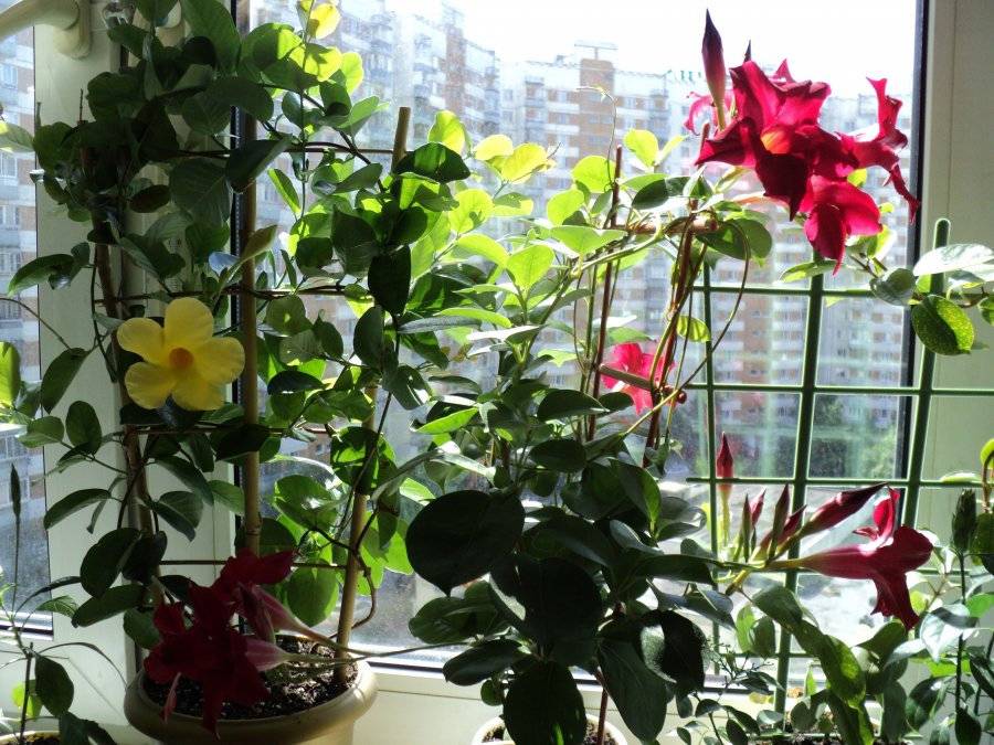 Дипладения 52 фото уход за цветком мандевилла в домашних условиях правильное выращивание растения зимой и размножение королевы комнатных лиан