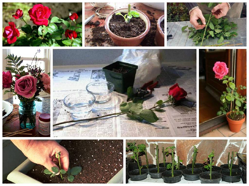 Черенкуем розы из букета зимой в домашних. Черенки роз. Проращивание черенков роз. Укоренение черенков роз.