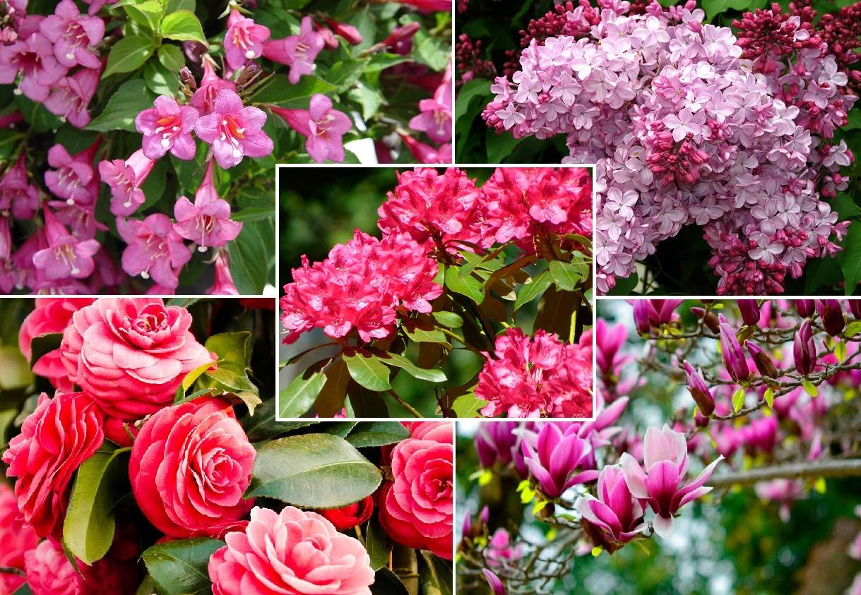 Кустарник цветущий розовыми цветами ранней весной. Fothergilla gardenii. Бывают бывают круглые розы.