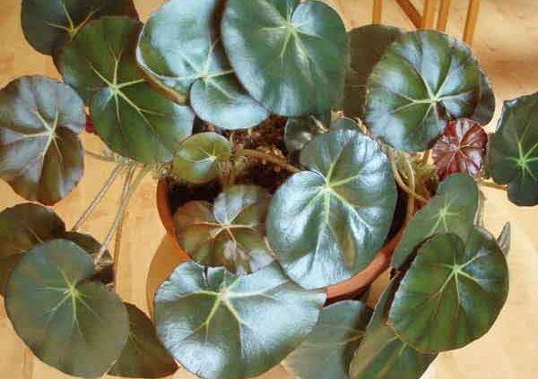 Декоративно-лиственная Бегония - 30 популярных видов и сортов с фото и названиями