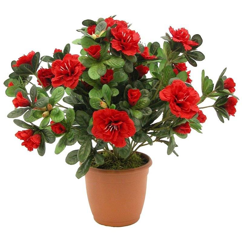Как называется мужской цветок с красными цветами фото и названия