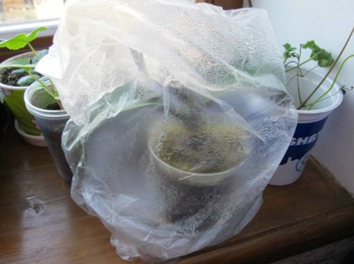 Выращиваем ваниль в домашних условиях