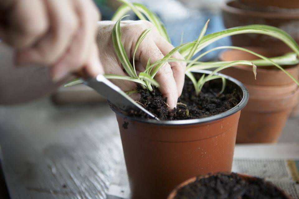 Как выращивать хлорофитум в домашних условиях?