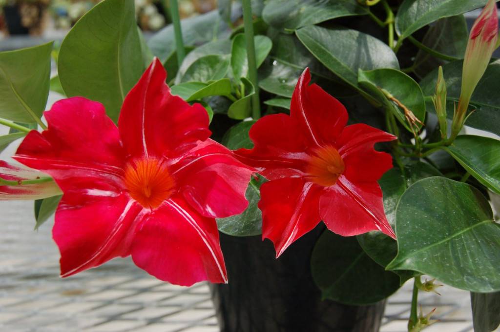 цветок на длинном стебле с красными цветами