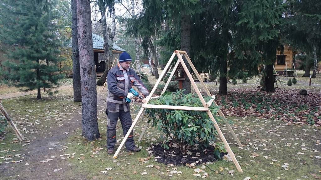 Когда можно пересадить калину