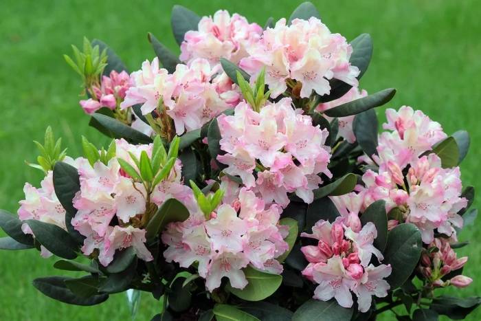 9. rododendron