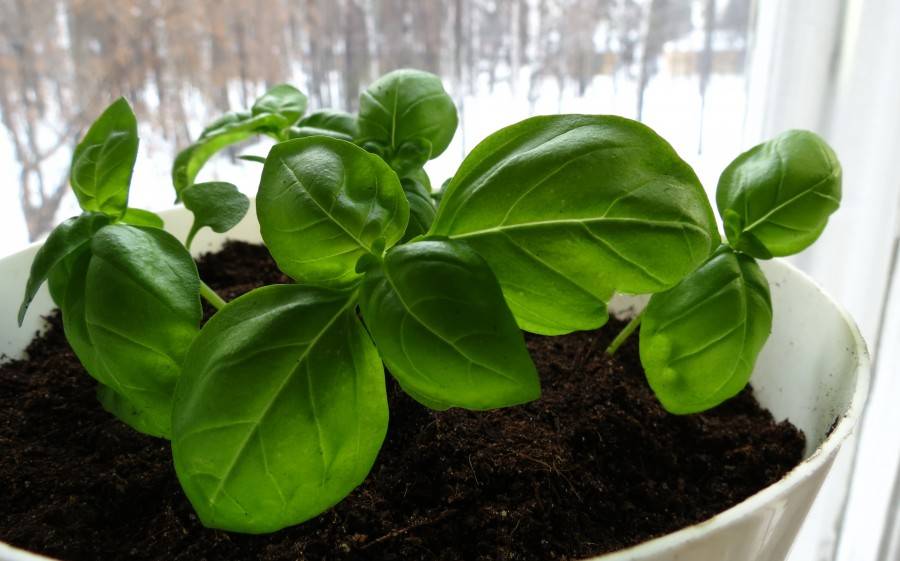 Как выращивать базилик в домашних условиях из семян?