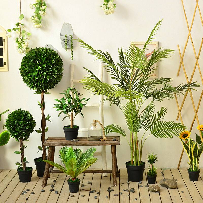 Уход за высокими комнатными растениями