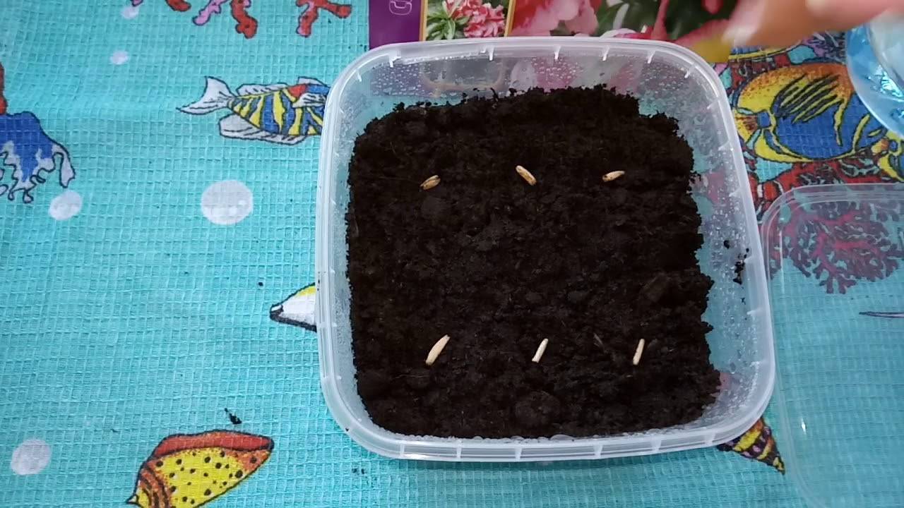 Как из семян выращивать бонсай в домашних условиях из семян?