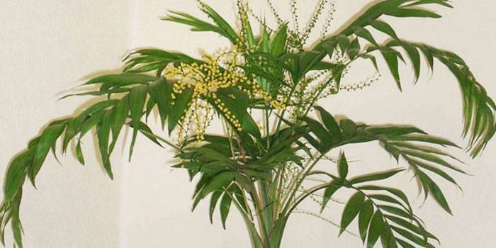 Цветок Хамедорея Элеганс — выращивание и уход