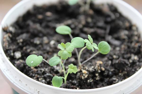 Выращивание аквилегии из семян 22 фото как сажать их в домашних условиях Как вырастить в открытом грунте