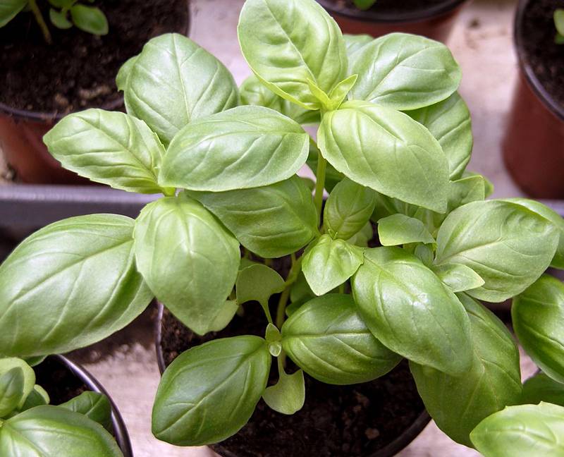 Как выращивать базилик в домашних условиях из семян?
