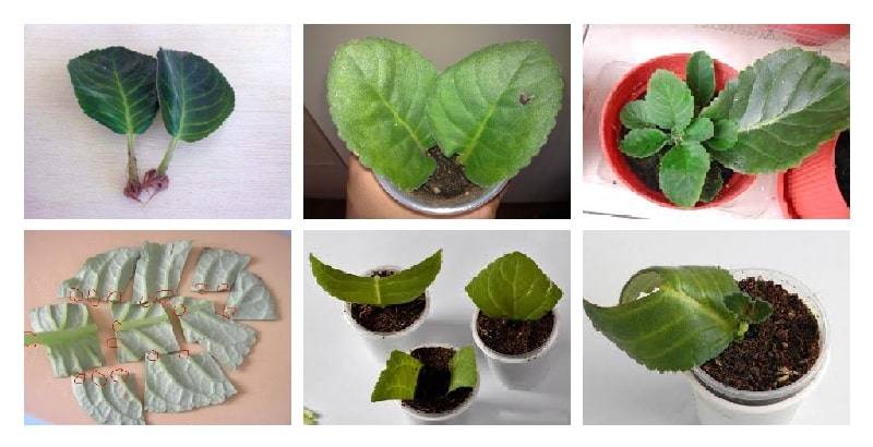 Размножение глоксинии листом в домашних условиях