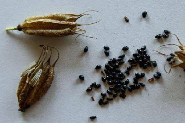 Выращивание аквилегии из семян 22 фото как сажать их в домашних условиях Как вырастить в открытом грунте
