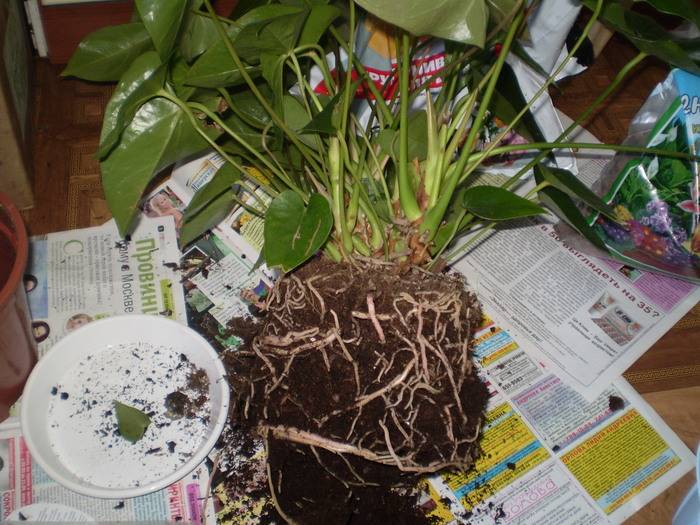 Как в домашних условиях выращивать антуриум?