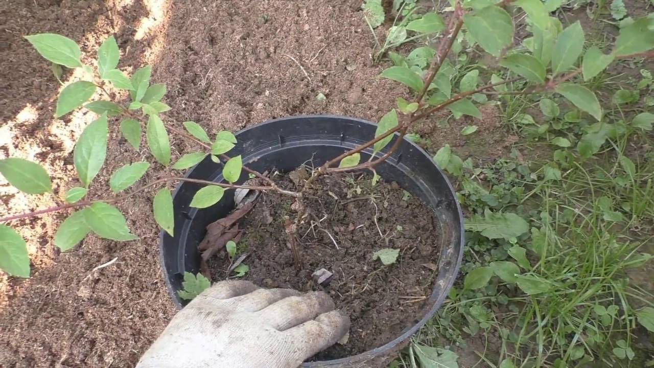 Как правильно посадить гортензию в открытый грунт весной Лучше ли посадка весной чем осенью Как правильно сажать саженцы