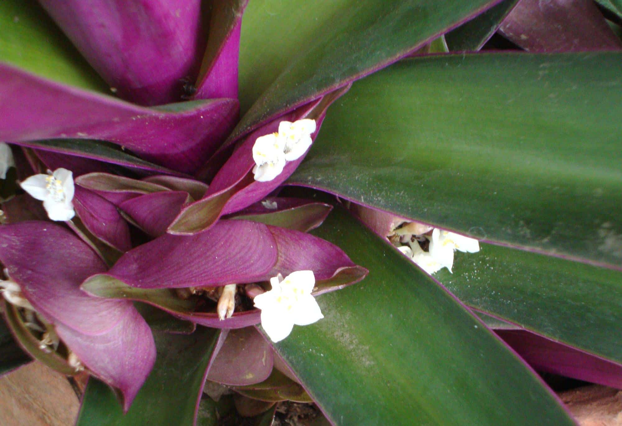 Цветок с фиолетовыми листьями в полоску