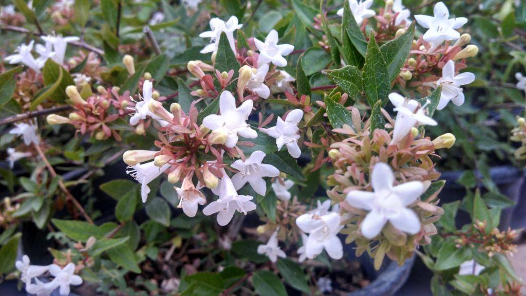 ABELIA: Abelia x grandiflora