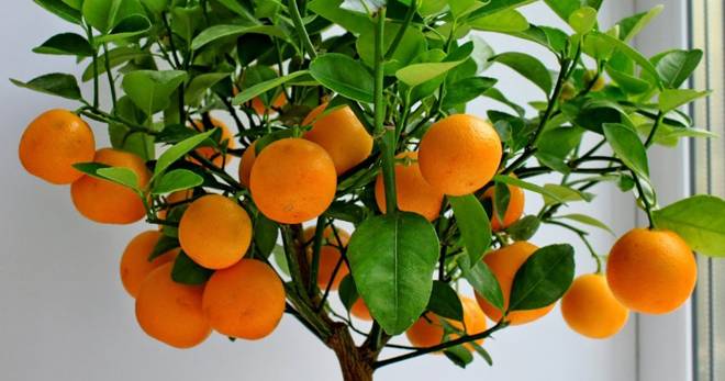 Как в домашних условиях выращивать апельсины?