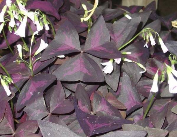 Цветок с фиолетовыми листьями в полоску