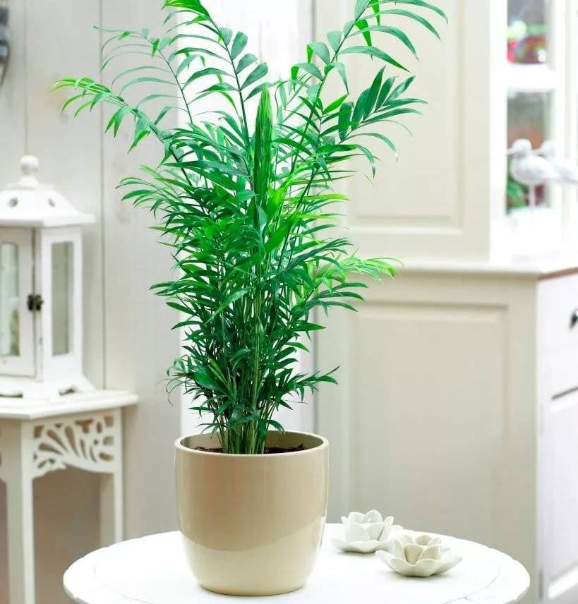 Пальма хамедорея — уход в домашних условиях
