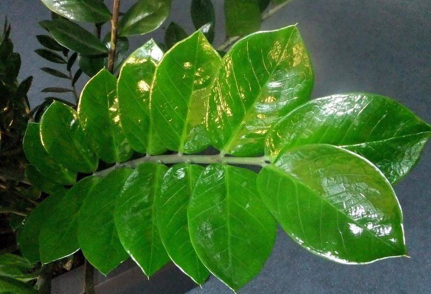 Ржавчина на листьях комнатных растений фото
