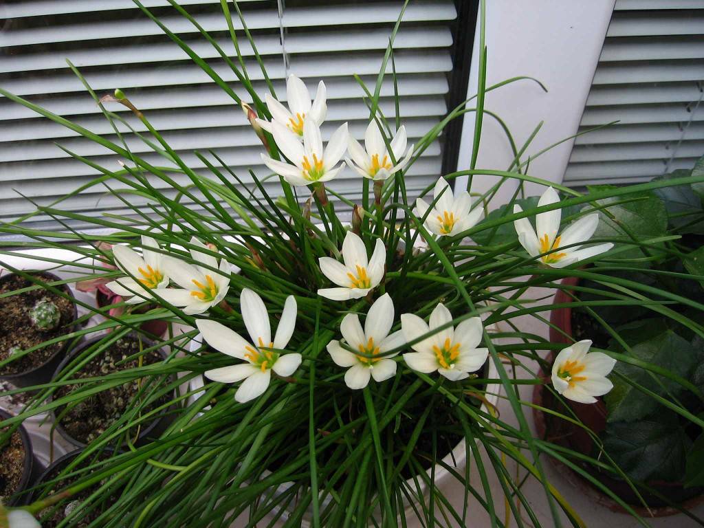 Зефирантес — уход в домашних условиях за цветком