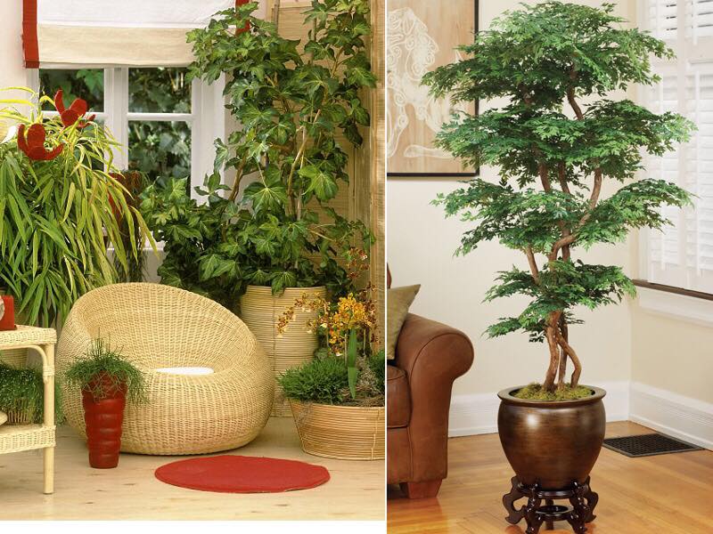 Какие комнатные растения нельзя выращивать в квартире?