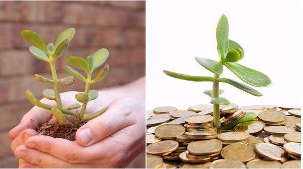 Как правильно посадить денежное дерево для привлечения