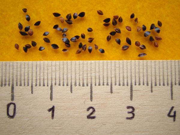 Семена щавель теплица семена баклажан