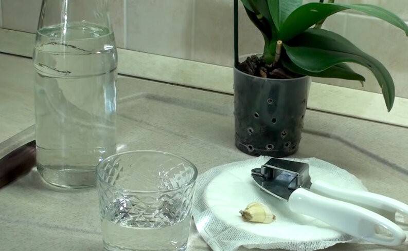 Чесночная вода для орхидей правила полива орхидей настойкой из чеснока Как сделать чесночную воду Отзывы