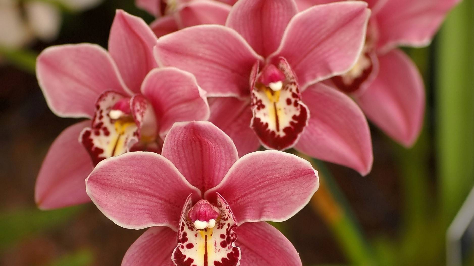Что делать с цветоносом орхидеи после цветения