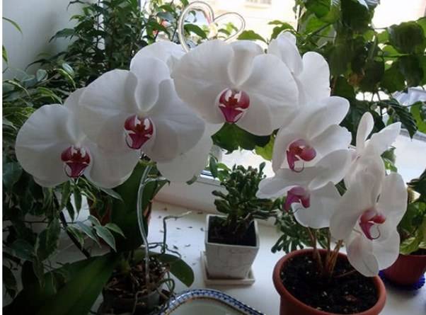 Как заставить цвести орхидею фаленопсис в домашних условиях Что делать чтобы она зацвела повторно По каким причинам она не цветет