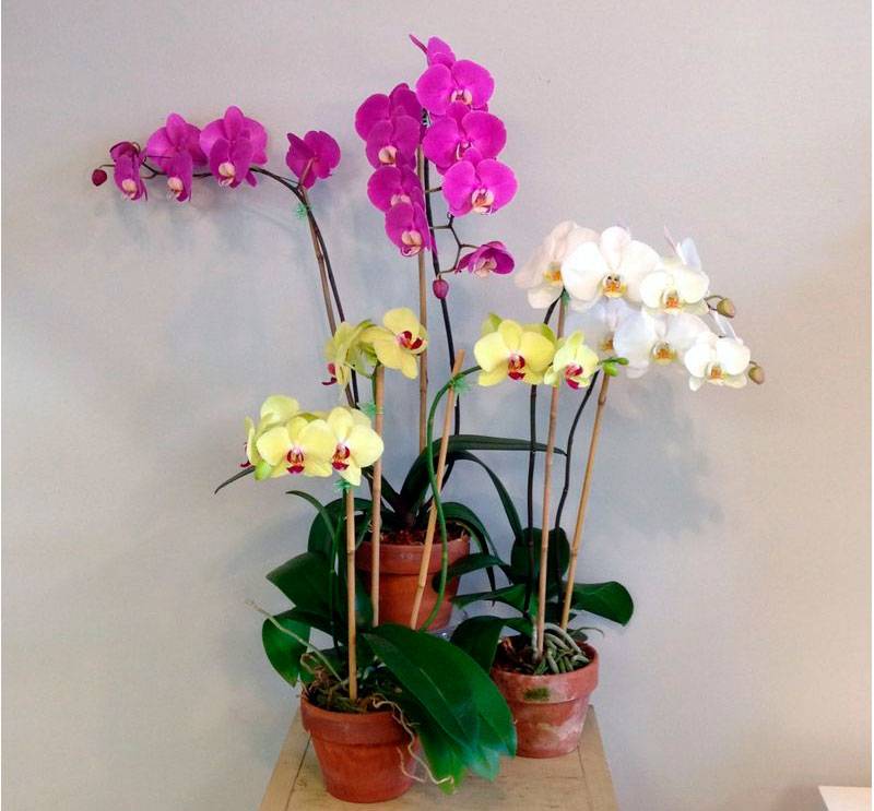 Орхидея Сорта И Виды Фото