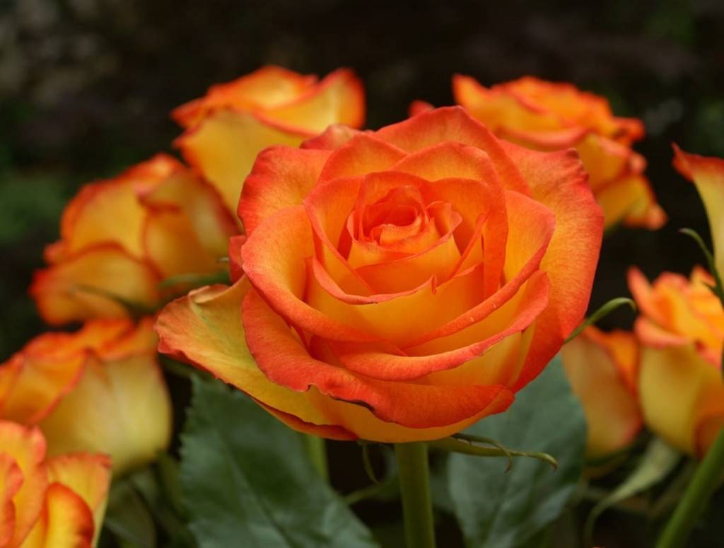 Оранж бэби роза фото