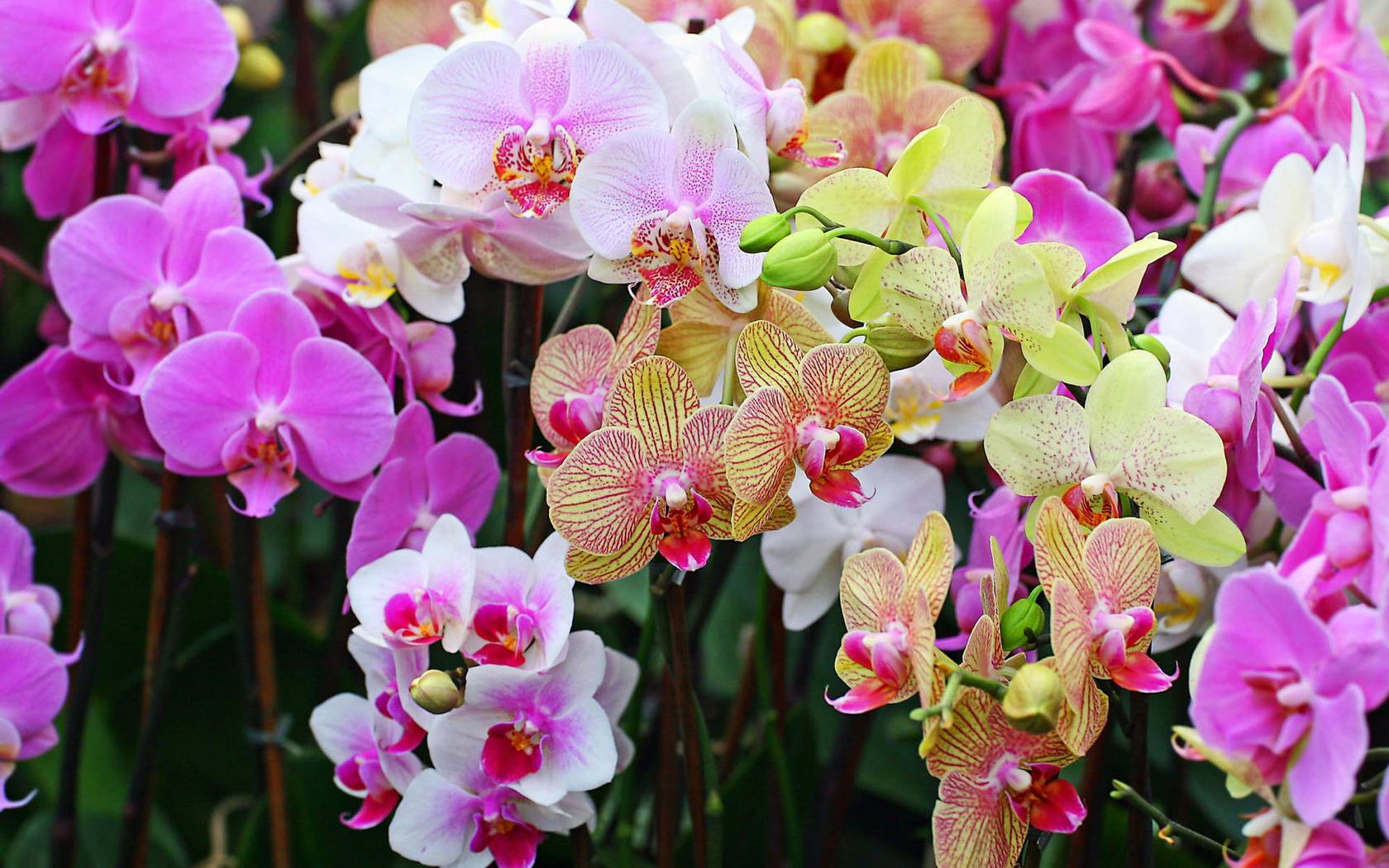 Период цветения орхидей.
