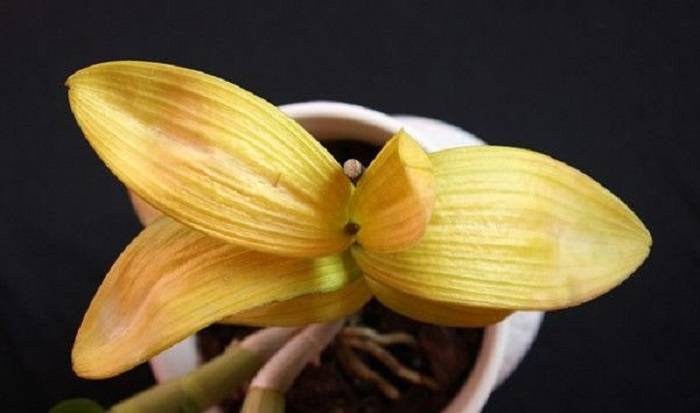 Почему желтеют листья у орхидеи — как спасти