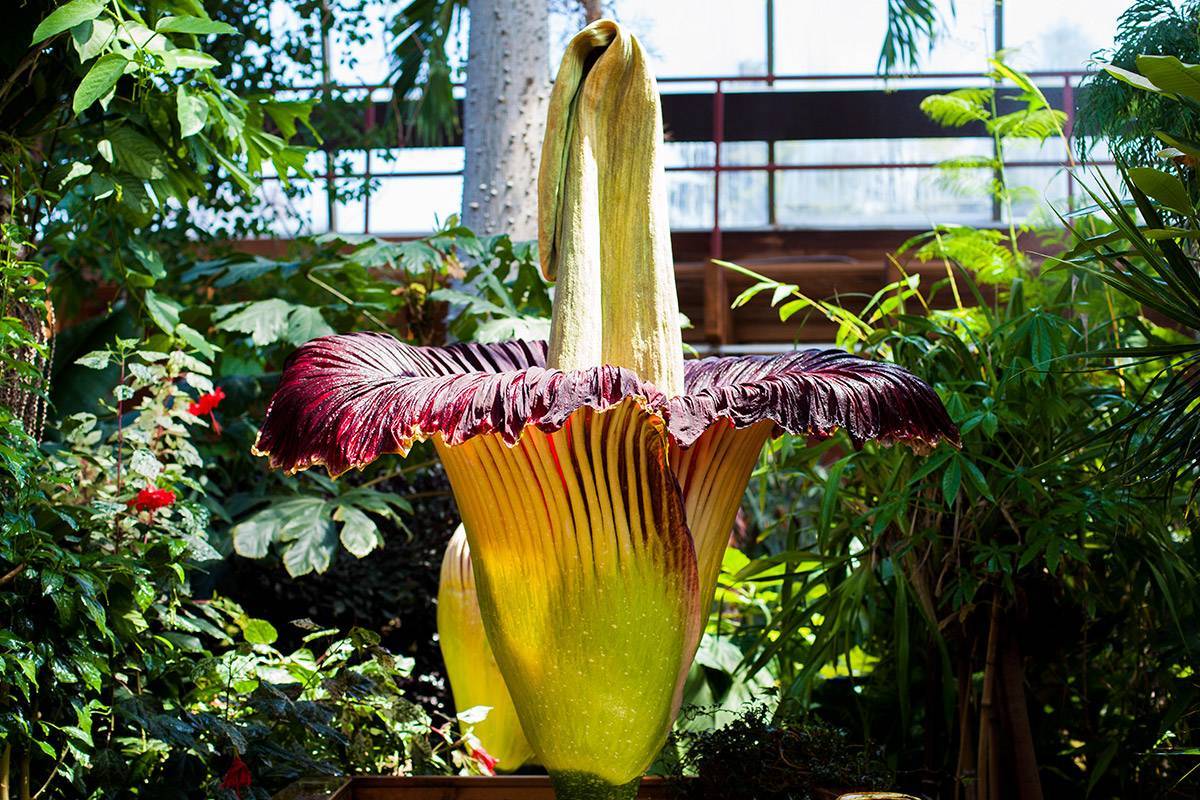 Аморфофаллус 37 фото уход за цветком змеиное дерево в домашних условиях самое большое в мире комнатное растение аморфофаллус пионолистный