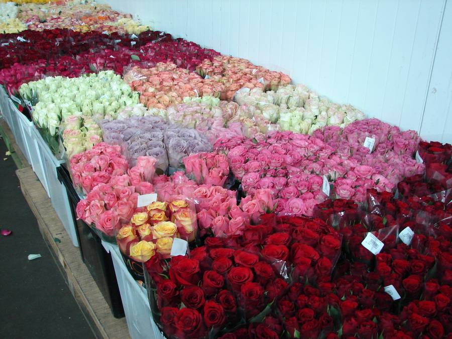 Голландские Розы Фото
