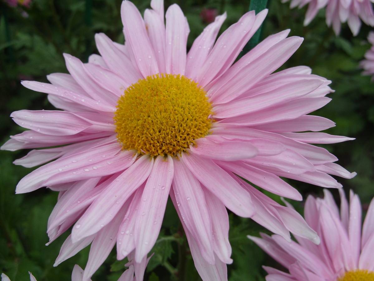 Цветок розовая ромашка