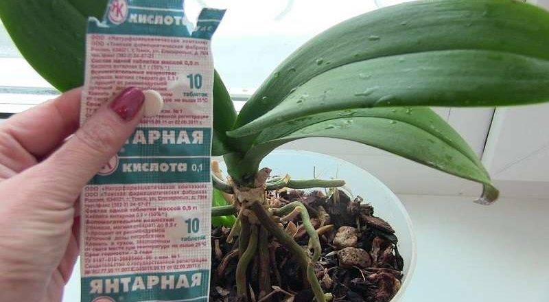 Янтарная кислота для орхидей как разводить и применять янтарную кислоту в таблетках Как правильно поливать орхидею